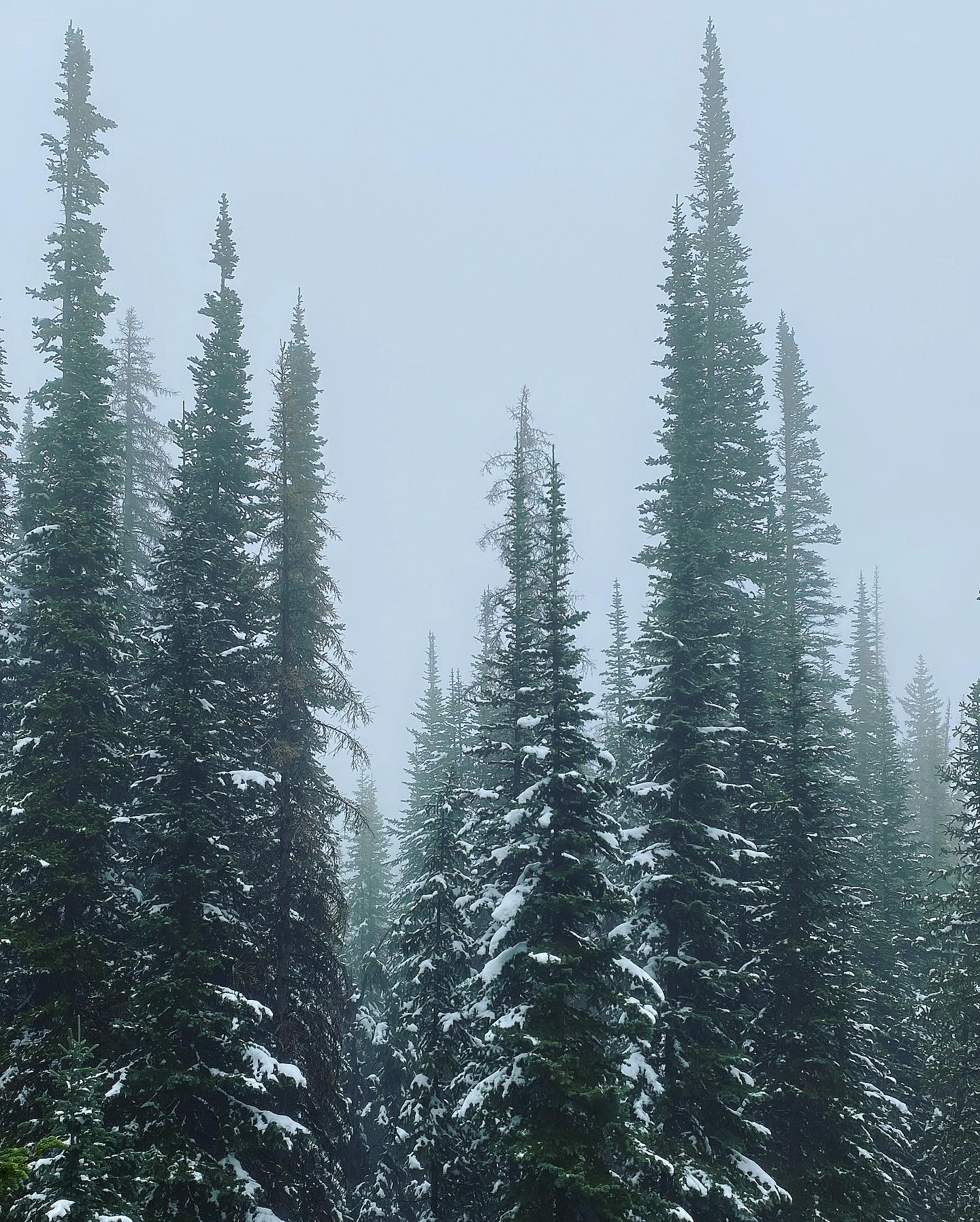 Aspen trees on a snowy day