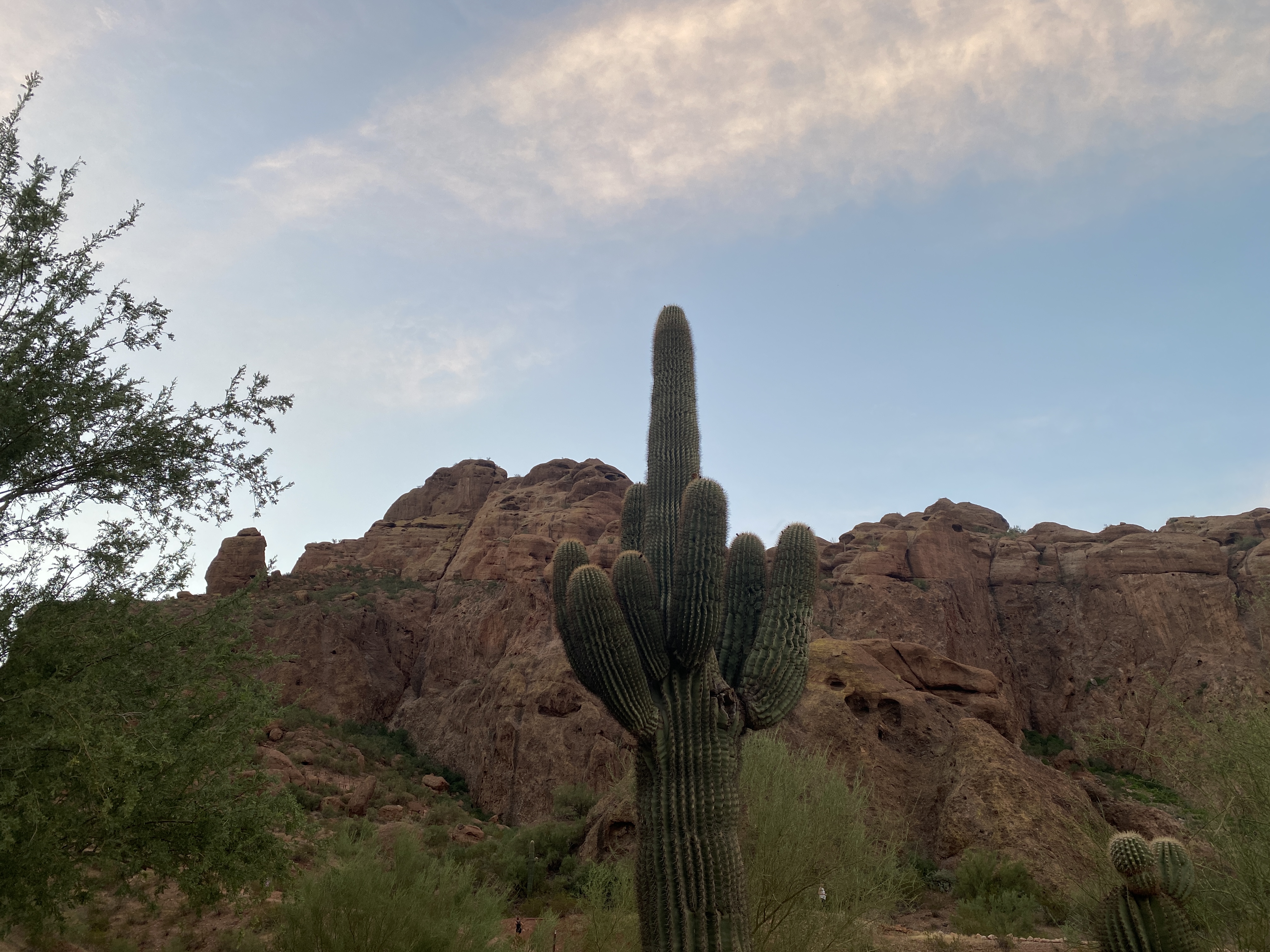 Cactus with Arizona rock formations behind it