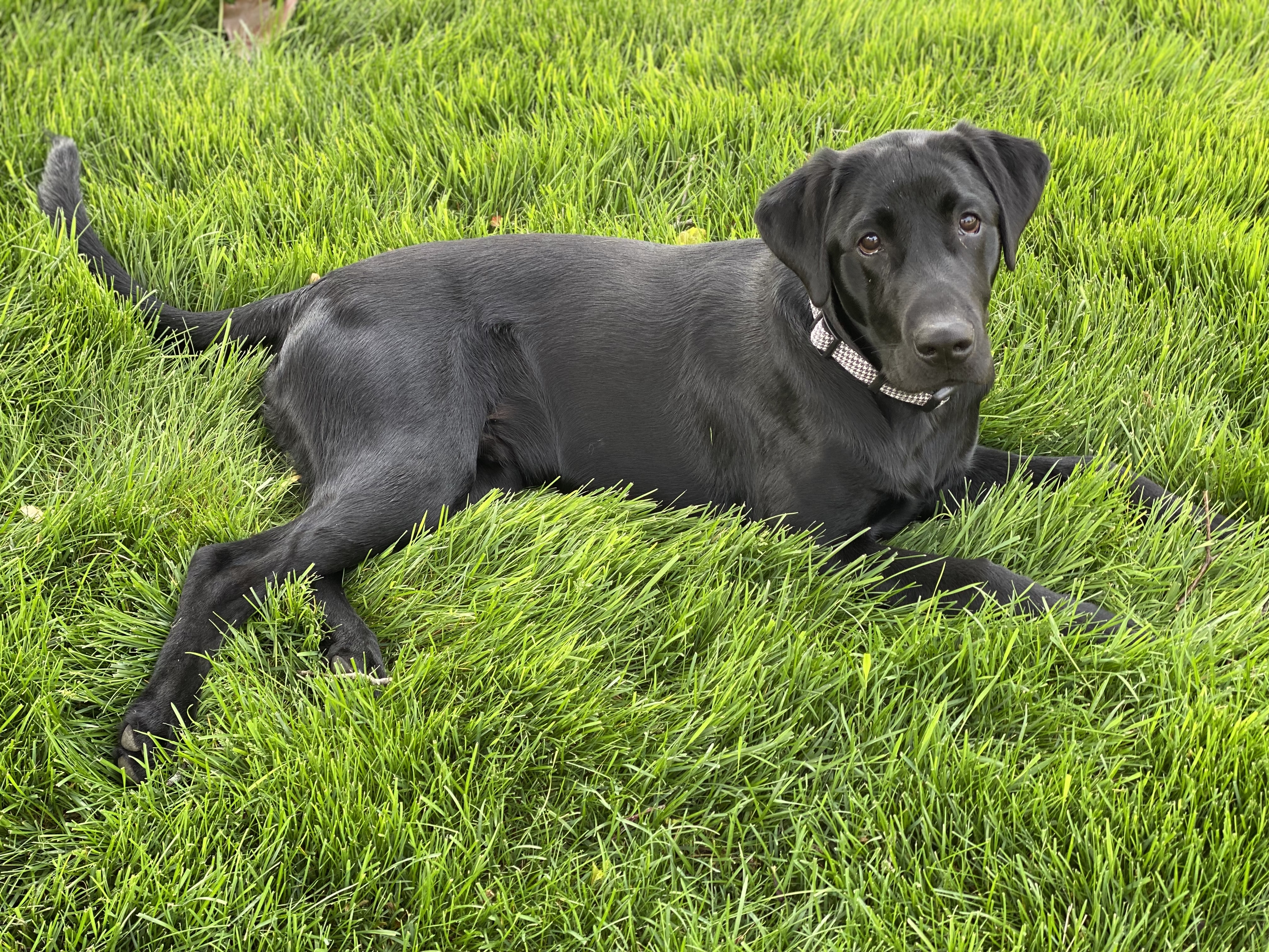 Photo of Rachel's family dog which is a black lab