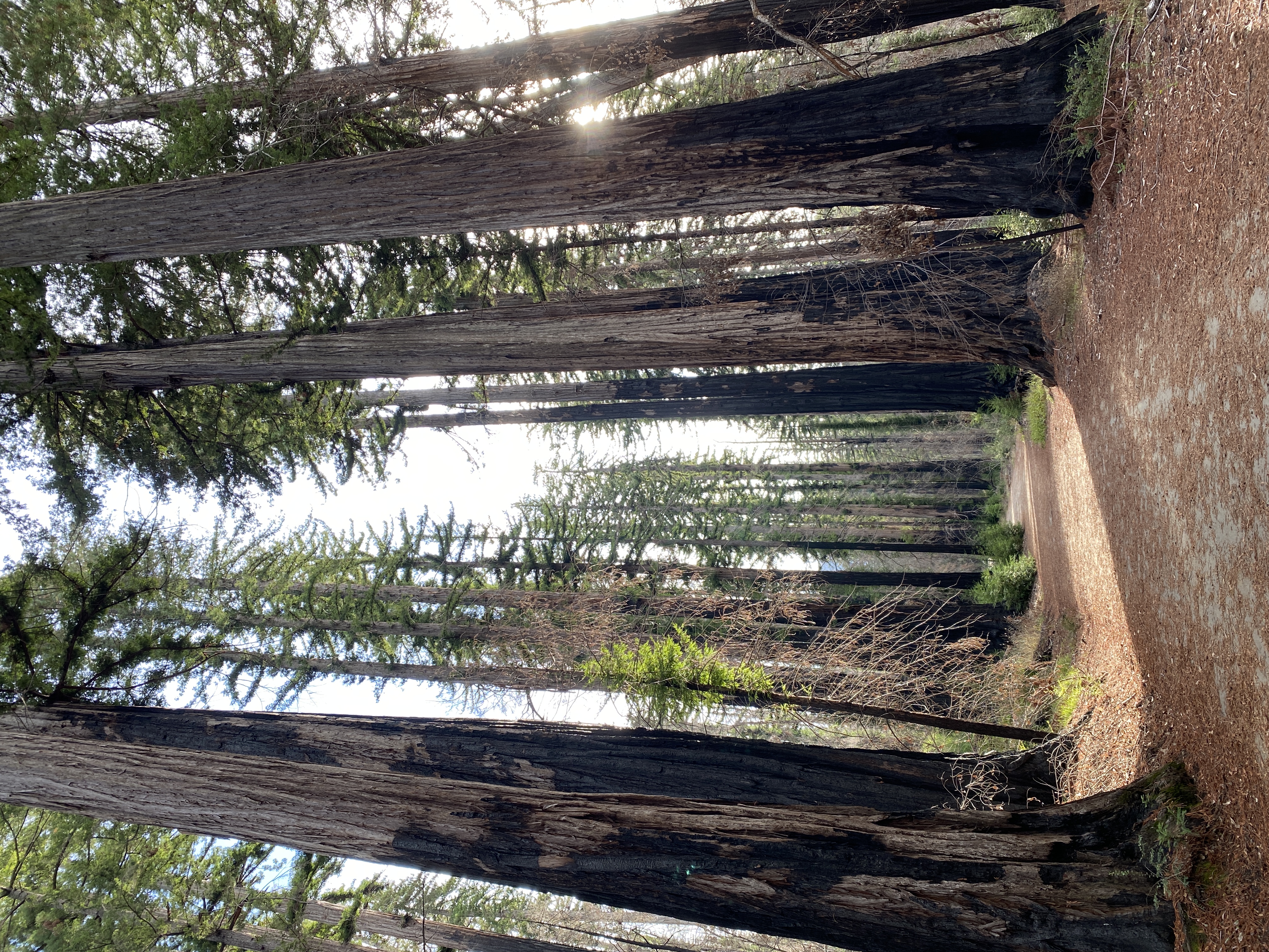 Redwood trees of California taken from walking trail